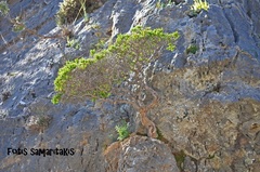 Euphorbia sultan-hassei