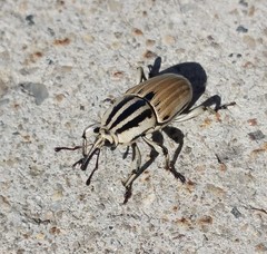 Sphenophorus aequalis