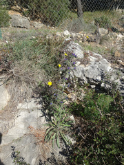 Echium vulgare