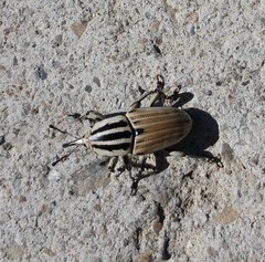 Sphenophorus aequalis