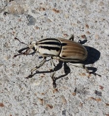 Sphenophorus aequalis