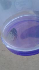 Talicada nyseus nyseus