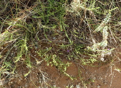 Jamesbrittenia tenuifolia