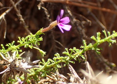 Jamesbrittenia tenuifolia