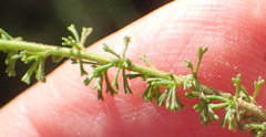 Jamesbrittenia tenuifolia