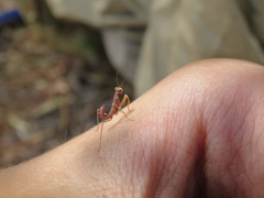 Trachymantis dentifrons