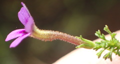 Jamesbrittenia tenuifolia