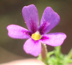 Jamesbrittenia tenuifolia
