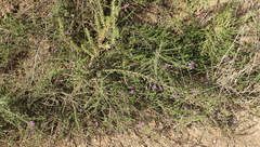 Jamesbrittenia tenuifolia