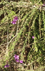 Jamesbrittenia tenuifolia