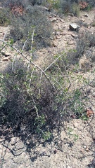 Searsia longispina