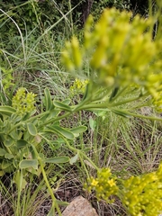 Senecio pleistocephalus