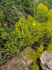 Senecio pleistocephalus