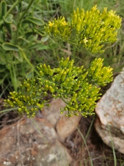 Senecio pleistocephalus