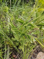 Senecio pleistocephalus