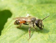 Andrena florea