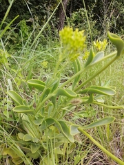 Senecio pleistocephalus