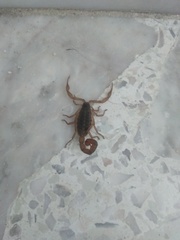 Centruroides ornatus