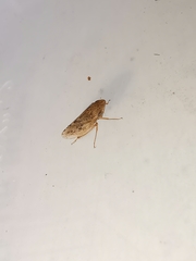 Aphrodini