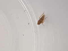 Aphrodini