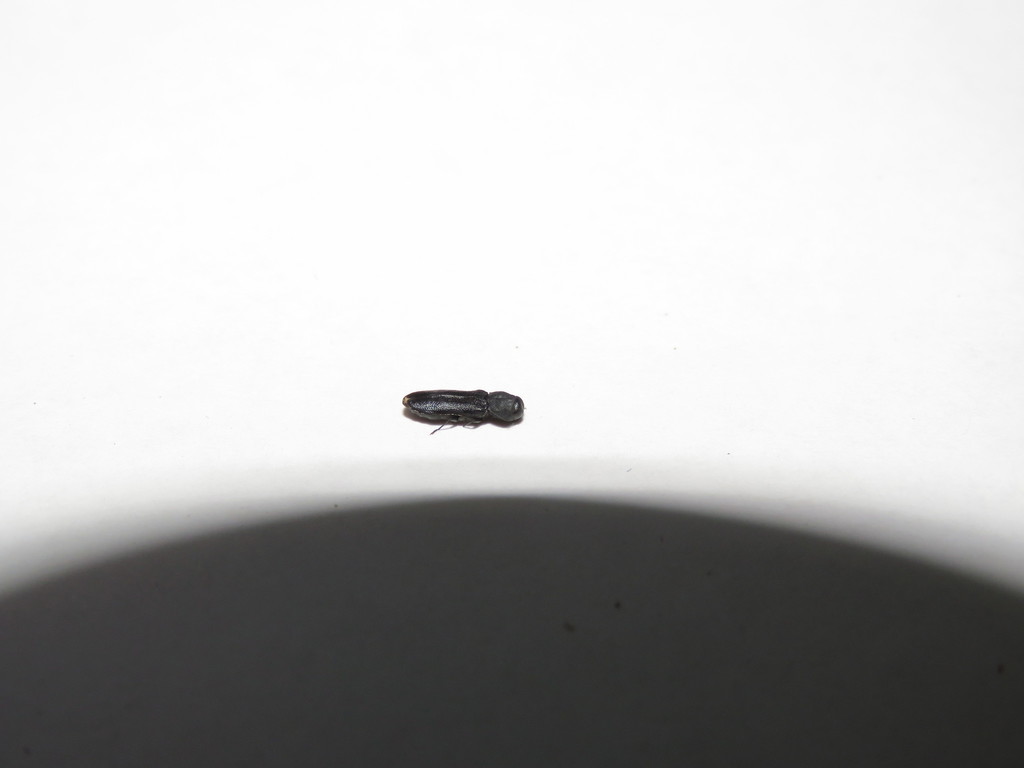 Synechocera elongata