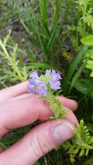 Phacelia franklinii