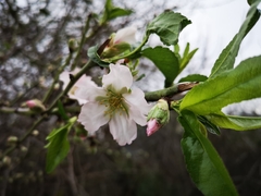 Prunus amygdalus