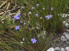 Aristea oligocephala