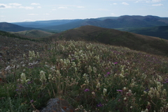 Castilleja arctica