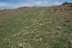 Castilleja arctica