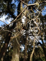 Ophiocordyceps camponoti-floridani