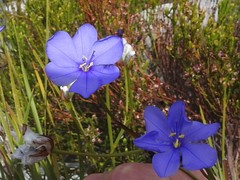 Aristea oligocephala