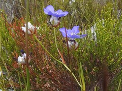 Aristea oligocephala