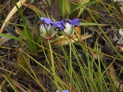 Aristea oligocephala