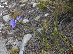 Aristea oligocephala