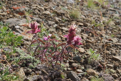 Castilleja rubra
