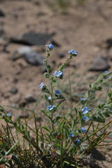 Lappula consanguinea