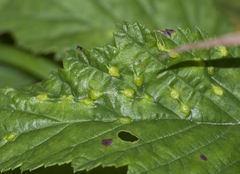 Dasineura ulmaria