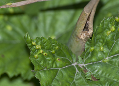 Dasineura ulmaria