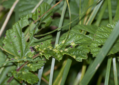 Dasineura ulmaria