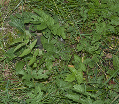 Dasineura ulmaria