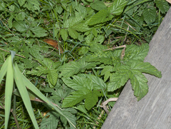 Dasineura ulmaria