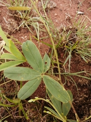 Tephrosia lupinifolia