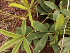 Tephrosia lupinifolia