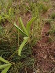 Tephrosia lupinifolia