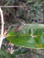 Acanthocephalini
