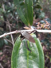 Acanthocephalini