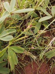 Tephrosia lupinifolia