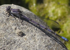 Argia emma