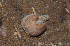 Olivancillaria urceus